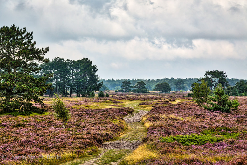 HDR shot of Hiddensee heath with pine trees and cloudscape
