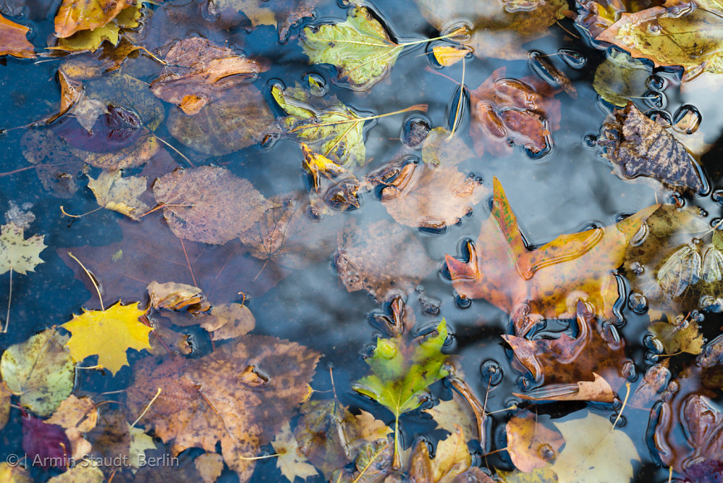 close up of autumn leaves laying in water