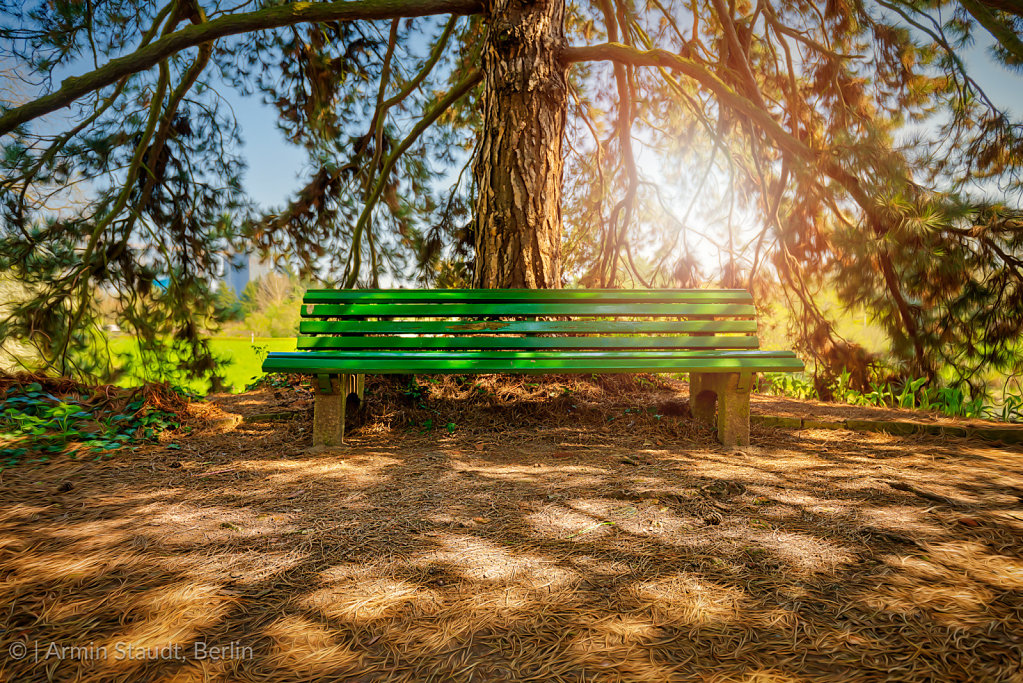 HDR shot of a bench under a huge pine tree